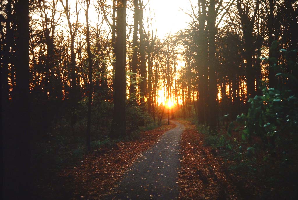 Skolestien, Rådvad. November 1983