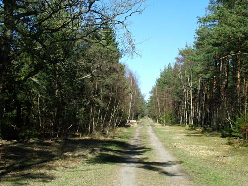 Asserbo plantage d. 10 april 2004. Her er en god lokalitet for Det hvide C samt A. parthenias. Og i maj Skovblfugl, Celastrina argiolus, tidligere hed den Moseblfugl!