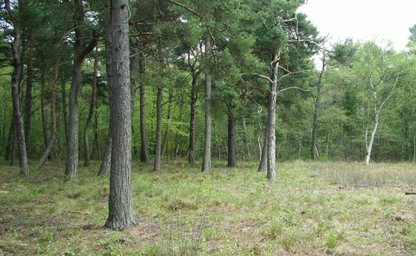 Højmose i Lyngby Åmose d. 1 maj 2004, lokalitet for Grøn Busksommerfugl og Bølleblåfugl.