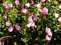 Tranebær, Vaccinium oxycoccos. Lyngby Åmose d. 13 juni 2004. Fotograf: Lars Andersen