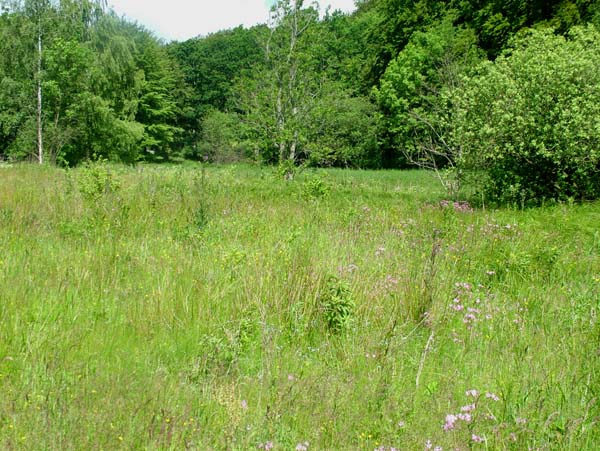 Lokalitet med Krtidsel og Alm. tjrenellike for Violetrandet ildfugl, Isblfugl og Engperlemorsommerfugl i nrheden af Farum. d. 16 juni 2004