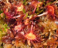 Soldug, Drosera rotundifolia en kddende plante med rosetstillede grundblade som har rde kirtelhr der udskiller en slim som tiltrkker sm insekter og fordjer dem. Skidendam, Teglstrup Hegn d. 20 juni 2004