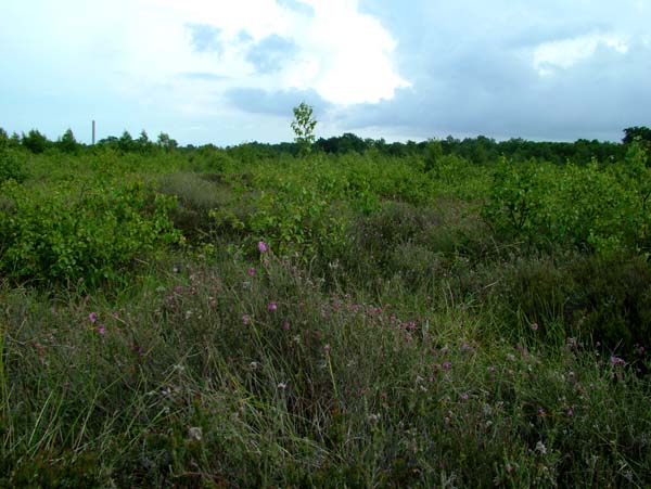 Holmegrds mose som er den strste trvemose p Sjlland, 15 km. nord for Nstved, med skorstenen fra Holmegrds Glasvrk.d. 28 juni 2004