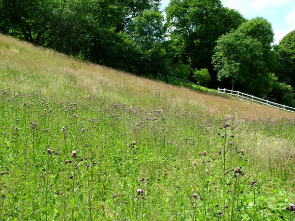 Hestetang Mose nu 3 uger senere er Agertidslen fremme som favoritblomst for Violetrandet ildfugl, Stor Grsrandje, Nldens takvinge, Stor bredpande og Engperlemorsommerfugl i nrheden af Farum. d. 7 juli 2004