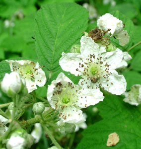 Brombær som er nektarblomst for Hvid admiral. Kongelunden d. 22 juli 2004. Fotograf: Lars Andersen