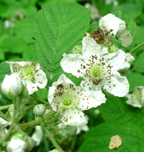 Brombr som er nektarblomst for Hvid admiral. Kongelunden d. 22 juli 2004. Fotograf: Lars Andersen