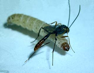 Her biologisk bekæmpelse af melmøllets larve. Snyltehveps lægger æg på Melmøl, Ephestia kuehniella larve, fra laboratorium, Schulstad brødfabrik, Glostrup, Fotograferet på Zoologisk museum i juni 1983. Lars Andersen