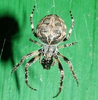 Her er en der elsker sommerfugle. Edderkoppen! Den sidder der bare og venter på at sommerfuglen skal komme flyvende. Man kan gå ud en aften og kikke på væglampen, når sommerfuglene bliver tiltrukket til lys, det ved edderkoppen! d. 4 maj 2004 H/F Vennelyst.