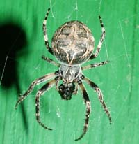 Her er en der elsker sommerfugle. Edderkoppen! Den sidder der bare og venter p at sommerfuglen skal komme flyvende. Man kan g ud en aften og kikke p vglampen, nr sommerfuglene bliver tiltrukket til lys, det ved edderkoppen! d. 4 maj 2004 H/F Vennelyst.