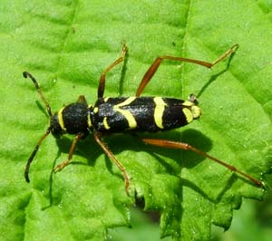 Hvepsebuk, Clytus arietis her p et hindbrblad. Horstbusche Dunghorst, Bad Zwishenahn, Ammeland, Germany 16 maj 2004. Fotograf Lars Andersen