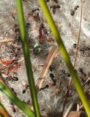 Formica uralensis, slgtning til Mosemyre, Formica transcaucasica. Uralmyre findes indtil videre kun i Bllemosen. Her er et Myrebo hvor indgangen er bekldt med kruld. Bllemosen d. 16 juni 2004. Fotograf: Lars Andersen