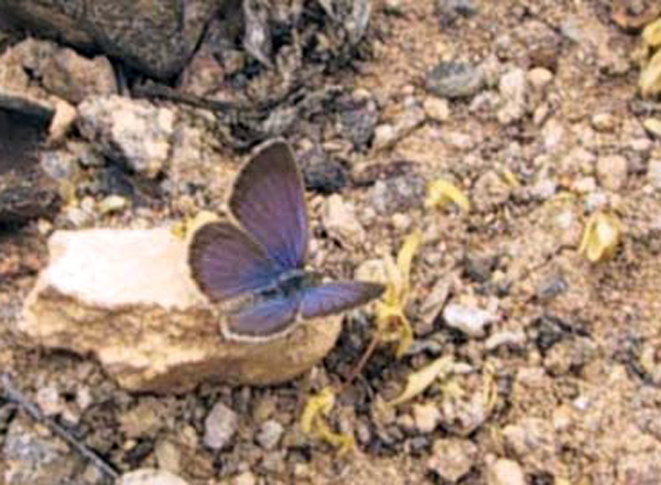 Dark Grass Blue, Zizeeria knysna. Maspalomas, Gran Canaria february - 2003. Photographer; Lars Andersen