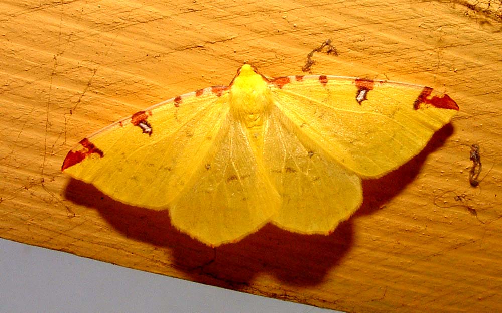 Citronmåler, Opisthograptis luteolata. H/F Vennelyst, Amager juni 2003. Fotograf; Lars Andersen