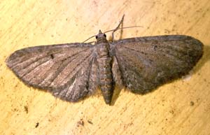 Dværgmåleren: Eupithecia simpliciata. H/F Vennelyst. 6 juli 2004. Fotograf: Lars Andersen
