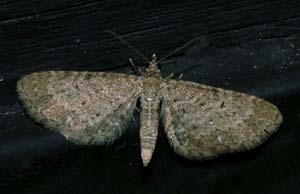 Dværgmåleren: Eupithecia satyrata. H/F Vennelyst. 7 juni 2004. Fotograf: Lars Andersen