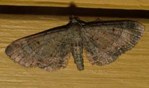 Dværgmåleren: Eupithecia simpliciata. H/F Vennelyst. 13 august 2004. Fotograf: Lars Andersen