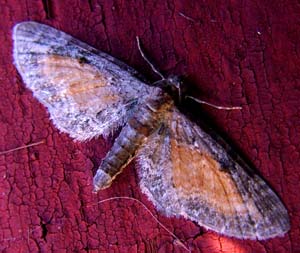 Dværgmåleren: Eupithecia icterata. H/F Vennelyst. 14 august 2004. Fotograf: Lars Andersen