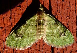 Dværgmåleren: Chloroclystis v-ata. H/F Vennelyst. 20 juli 2004. Fotograf: Lars Andersen