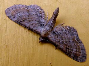 Dværgmåleren: Eupithecia intricata. H/F Vennelyst. 22 juli 2004. Fotograf: Lars Andersen