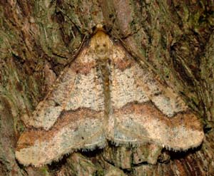 Stor frostmåler, Erynnis defolaria, han. Rådvad ved skolestien. d. 17 november 2004. Fotograf: Lars Andersen