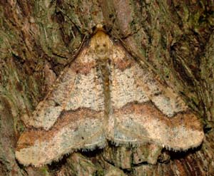 Stor frostmler, Erynnis defolaria, han.  Rdvad ved skolestien. d. 17 november 2004. Fotograf: Lars Andersen