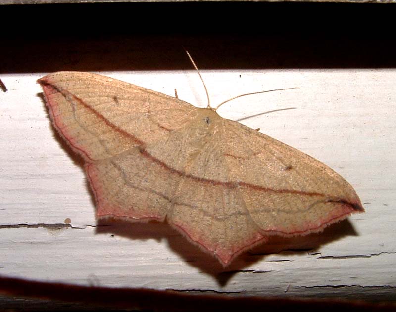 Syremåler, Timandra griseata. H/F Vennelyst, Amager juli 2003. Fotograf; Lars Andersen