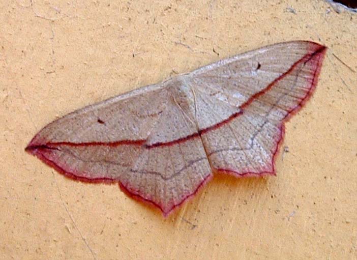 Syremåler, Timandra griseata. H/F Vennelyst, Amager juli 2003. Fotograf; Lars Andersen