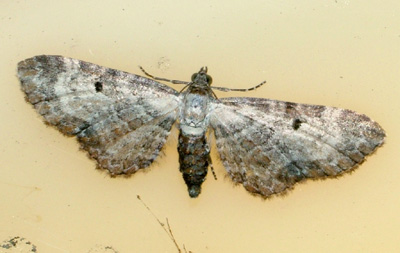 Dvrgmleren: Eupithecia succenturiata tiltrukke af en havelampe. H/F Vennelyst, Amager d. 27 august 2004. Fotograf: Lars Andersen