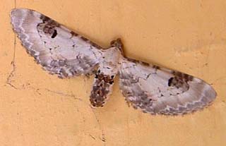 Eupithecia centaureata. H/F Vennelyst. juli 2003. Fotograf: Lars Andersen