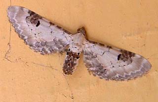 Eupithecia centaureata. H/F Vennelyst. juli 2003. Fotograf: Lars Andersen