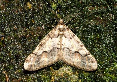 Egens Frostmåler, Agriopis leucophaearia. På mørk baggrund ses den tydligt, og derfot et nemt offer for en mejse! Raadvad 14 februar 2004
