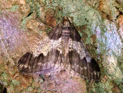 Egens Frostmåler, Agriopis leucophaearia. melanistiskform. Raadvad d. 6 marts 2004