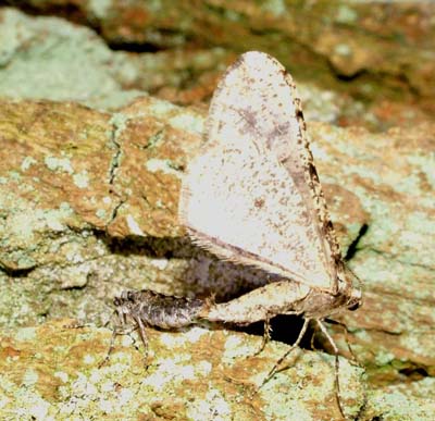 Egens Frostmåler, Agriopis leucophaearia. Parring! Raadvad d. 6 marts 2004