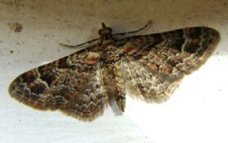 Eupithecia tantillaria. H/F Vennelyst d. 24 april 2004