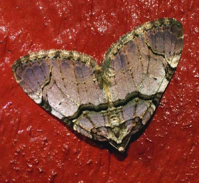 Rosenmler, Anticlea derivata. H/F Vennelyst d. 24 april 2004