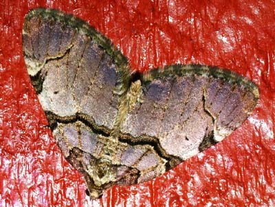 Rosenmler, Anticlea derivata. H/F Vennelyst d. 24 april 2004