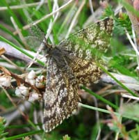 Lyngmler, Ematurga atomaria. Melby Overdrev d. 25 april 2004. Fotograf Lars Andersen