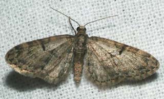 Måler af slægten Eupitchecia indigata. Asserbo plantage d. 5 maj 2004