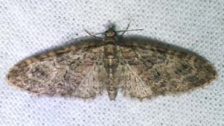 Mler  Eupitchecia abbreviata. Asserbo plantage d. 5 maj 2004