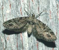 Eupithecia species, H/F Vennelyst d. 24 maj 2004