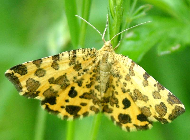 Leopardmåler, Pseudopanthera macularia. Hestetangen, Farum, Nordsjælland juni 2004. Fotograf; Lars Andersen
