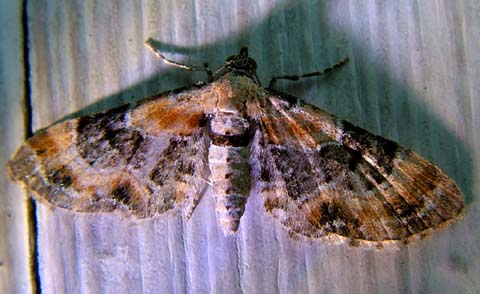 Dværgmåleren, Eupithecia linariata. Larven lever på Torskemund, Linaria vulgaris. H/F Vennelyst, Amager. d. 28 juli 2004. Fotograf: Lars Andersen