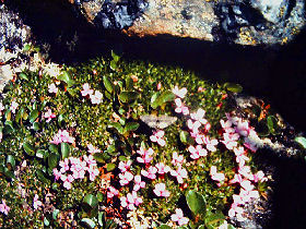 Fjeldmåler, Entephria bysata, på Tue-limurt, Silene acaulis. Gohpascurro 1400 m. lokalitet for C. improba. 8/7 1985. Fotograf: Lars Andersen