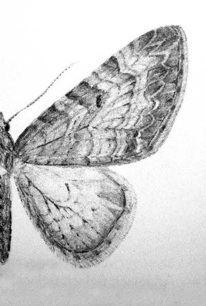 illustration fra Nordens Målere af Lars Andersen, Forfatter: Peder Skou