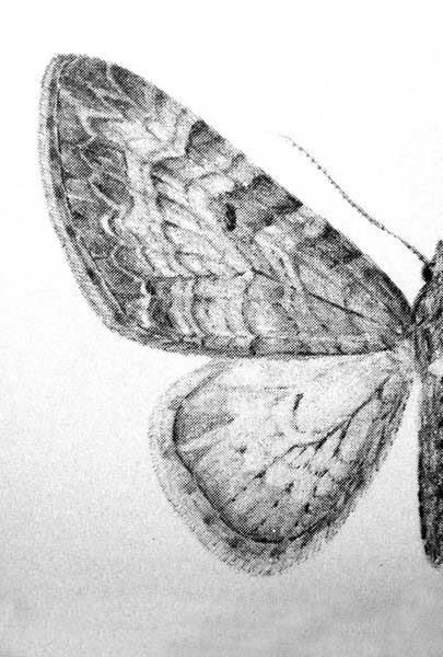 illustration fra Nordens Målere af Lars Andersen, Forfatter: Peder Skou
