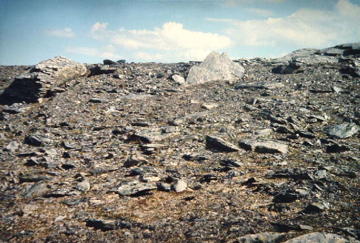 her flyver Dvrgperlemorsommerfugl, Clossiana improba i l for Nordenvinden! Gohpascurro 1300 m. lokalitet for C. improba. 9/7 1985. Fotograf: Lars Andersen
