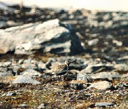 Hjerle, Gohpascurro 1100 m. /Bjrkliden 8 juli 1985. Fotograf: Lars Andersen