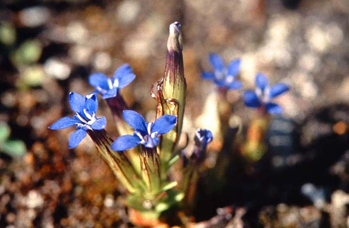 Sne Ensian, Gentiana nivalis, Bjrkliden 600 m. d. 13/7 1990