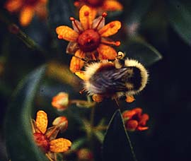 Sol-stenbrk, Saxifraga aizoides og Arktisk humle, Bombus polaris. Bjrkliden syd for Tornetrsk, Lapland, Sverige. 600 m. juli 1990 Fotograf: Lars Andersen