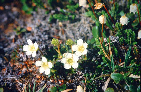 Fjeldpryd,  Diapensia lapponica, Gohpascurro 1300 m. lokalitet for C. improba. 8/7 1985. Fotograf: Lars Andersen